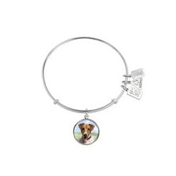 772 Jack Russell Terrier